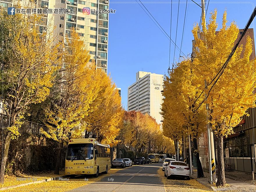 【光州景點】光州銀杏路秘境・漆石洞銀杏樹800年歷史保護樹 @我在前往韓國旅遊的路上