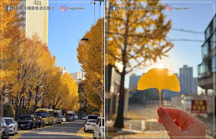 【光州景點】光州銀杏路秘境・漆石洞銀杏樹800年歷史保護樹 @我在前往韓國旅遊的路上 【光州景點】光州銀杏路秘境・漆石洞銀杏樹800年歷史保護樹 @我在前往韓國旅遊的路上