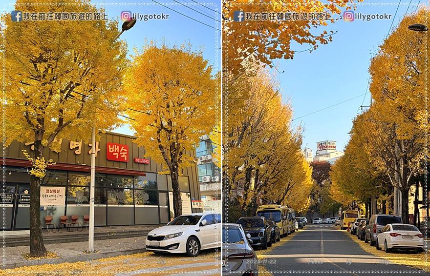 【光州景點】光州銀杏路秘境・漆石洞銀杏樹800年歷史保護樹 @我在前往韓國旅遊的路上 【光州景點】光州銀杏路秘境・漆石洞銀杏樹800年歷史保護樹 @我在前往韓國旅遊的路上