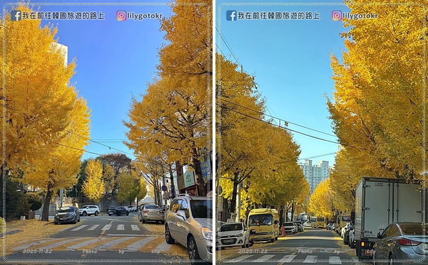 【光州景點】光州銀杏路秘境・漆石洞銀杏樹800年歷史保護樹 @我在前往韓國旅遊的路上 【光州景點】光州銀杏路秘境・漆石洞銀杏樹800年歷史保護樹 @我在前往韓國旅遊的路上