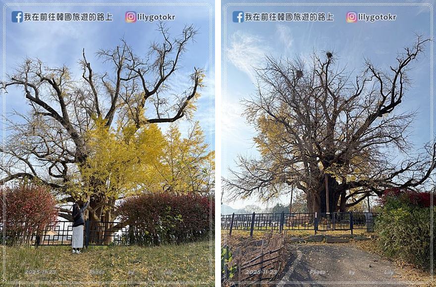 【光州景點】光州銀杏路秘境・漆石洞銀杏樹800年歷史保護樹 @我在前往韓國旅遊的路上