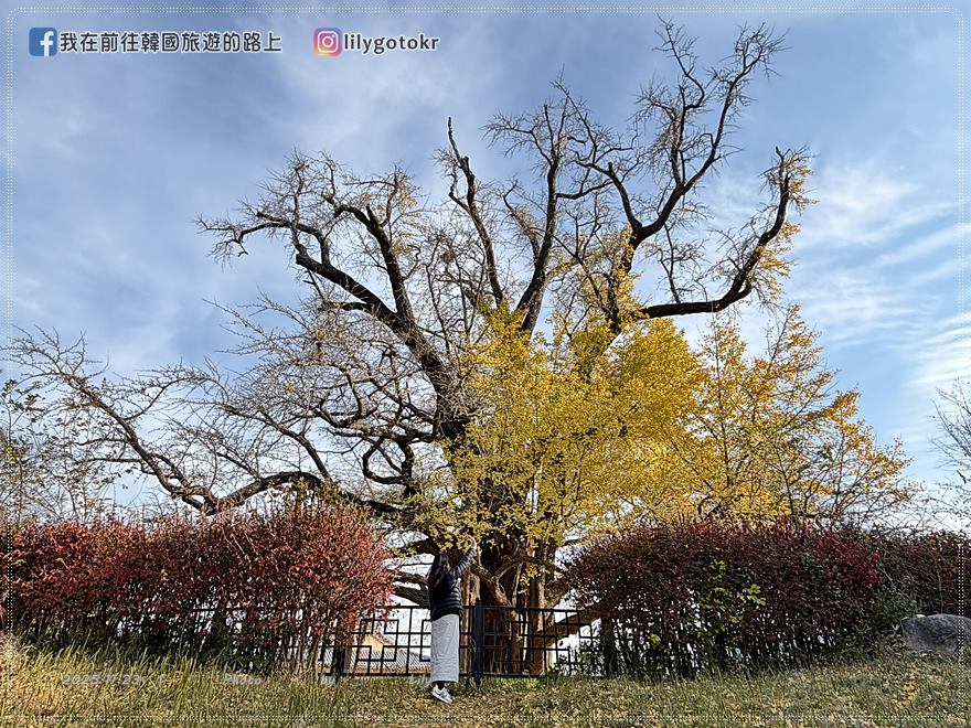 【光州景點】光州銀杏路秘境・漆石洞銀杏樹800年歷史保護樹 @我在前往韓國旅遊的路上 【光州景點】光州銀杏路秘境・漆石洞銀杏樹800年歷史保護樹 @我在前往韓國旅遊的路上