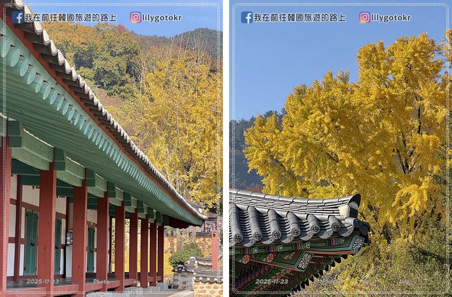 【全羅南道．羅州景點】羅州賞櫻銀杏推薦景點：羅州鄉校、錦城館、羅州牧使內衙 @我在前往韓國旅遊的路上