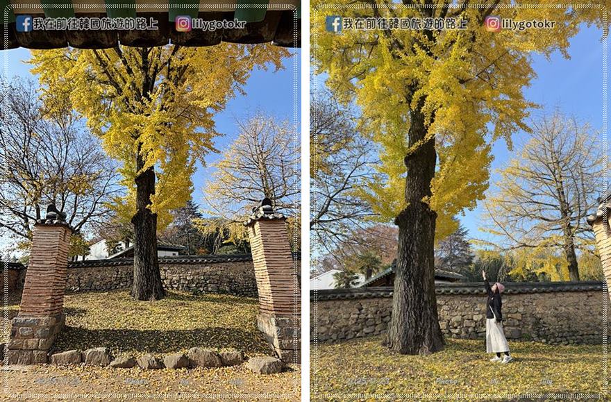 【全羅南道．羅州景點】羅州賞櫻銀杏推薦景點：羅州鄉校、錦城館、羅州牧使內衙 @我在前往韓國旅遊的路上