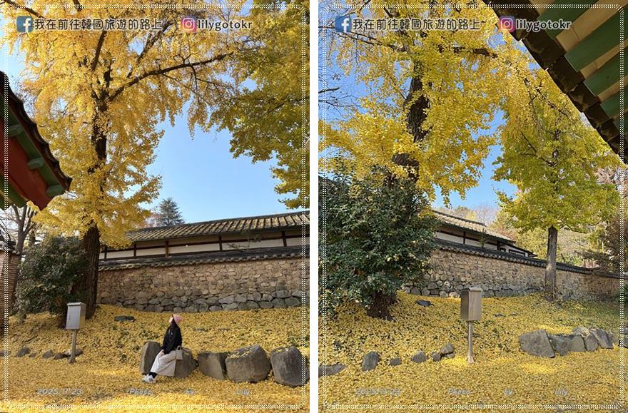 【全羅南道．羅州景點】羅州賞櫻銀杏推薦景點：羅州鄉校、錦城館、羅州牧使內衙 @我在前往韓國旅遊的路上