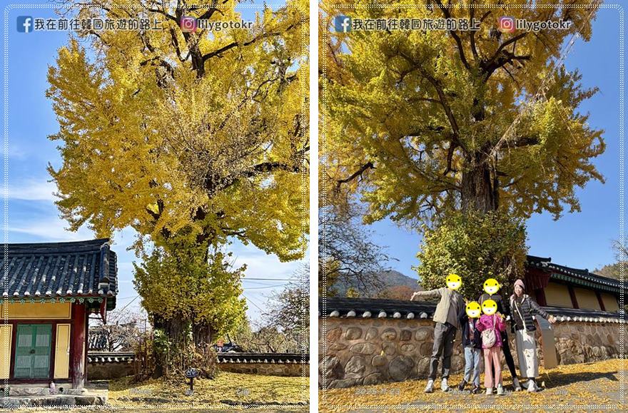 【全羅南道．羅州景點】羅州賞櫻銀杏推薦景點：羅州鄉校、錦城館、羅州牧使內衙 @我在前往韓國旅遊的路上