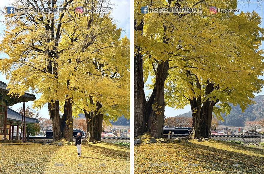 【全羅南道．羅州景點】羅州賞櫻銀杏推薦景點：羅州鄉校、錦城館、羅州牧使內衙 @我在前往韓國旅遊的路上