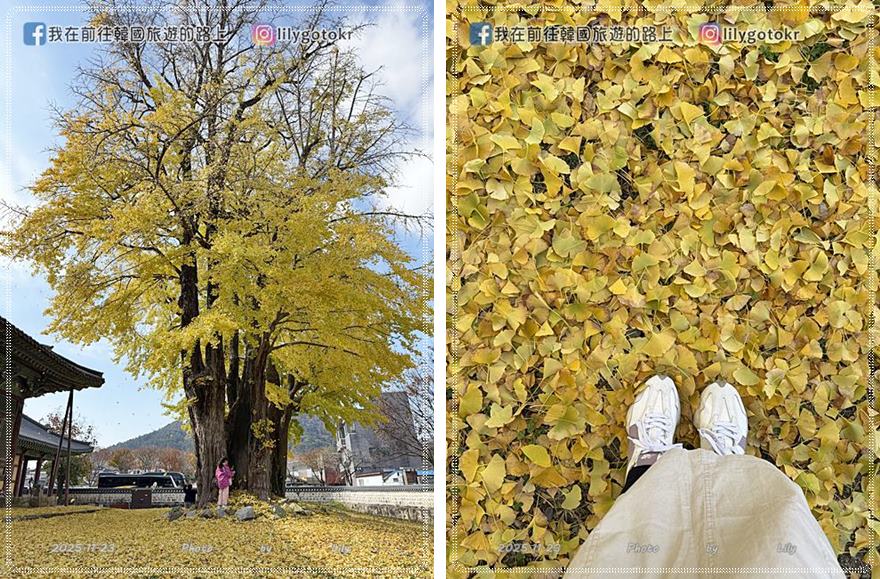 【全羅南道．羅州景點】羅州賞櫻銀杏推薦景點：羅州鄉校、錦城館、羅州牧使內衙 @我在前往韓國旅遊的路上