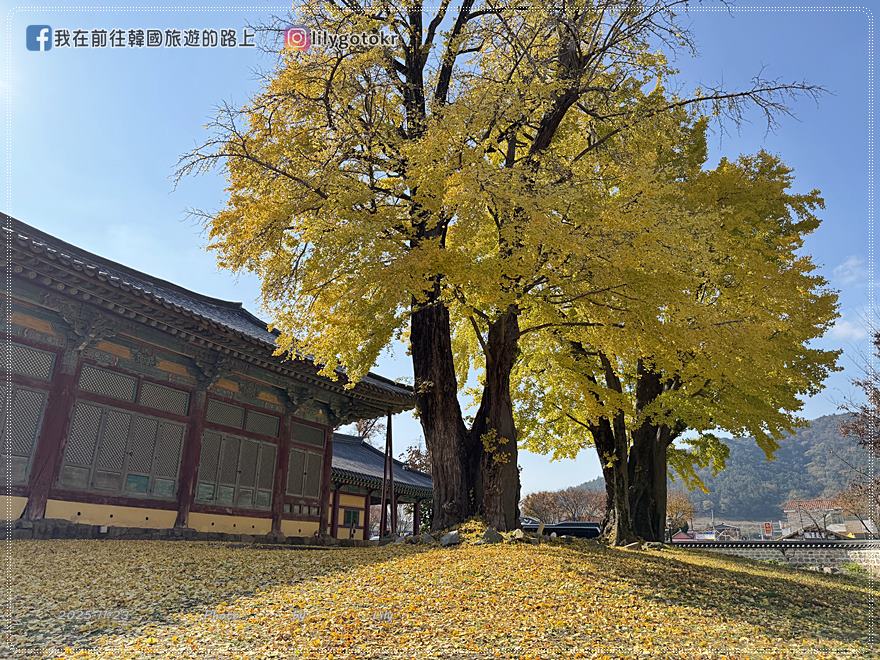 【全羅南道．羅州景點】羅州賞櫻銀杏推薦景點：羅州鄉校、錦城館、羅州牧使內衙 @我在前往韓國旅遊的路上