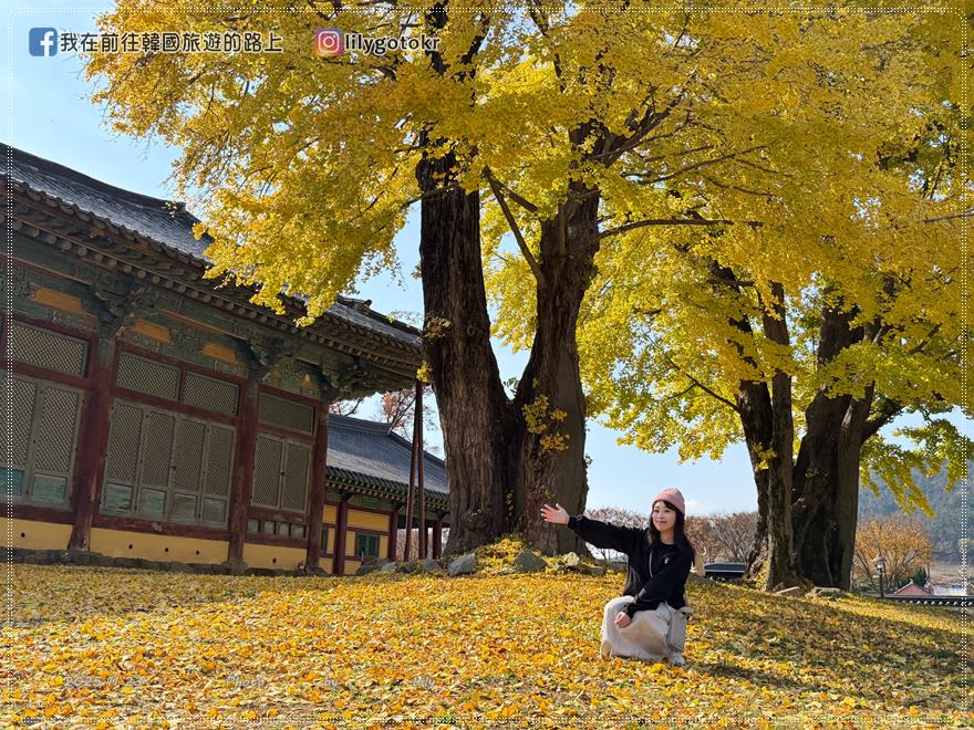 【全羅南道．羅州景點】羅州賞櫻銀杏推薦景點：羅州鄉校、錦城館、羅州牧使內衙 @我在前往韓國旅遊的路上