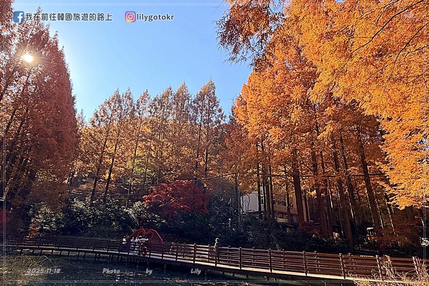 【大田景點】秋季落羽松秘境推薦:長泰山自然休養林(壯泰山),含交通攻略 @我在前往韓國旅遊的路上 【大田景點】秋季落羽松秘境推薦:長泰山自然休養林(壯泰山),含交通攻略 @我在前往韓國旅遊的路上