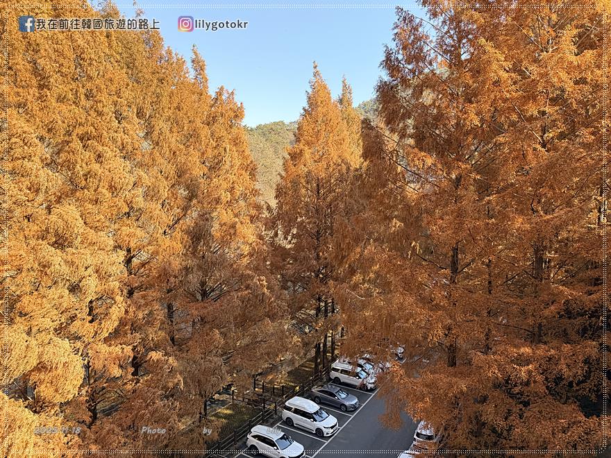 【大田景點】秋季落羽松秘境推薦：長泰山自然休養林(壯泰山)，含交通攻略 @我在前往韓國旅遊的路上