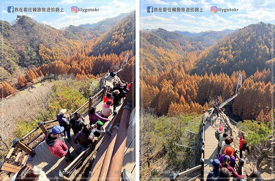 【大田景點】秋季落羽松秘境推薦:長泰山自然休養林(壯泰山),含交通攻略 @我在前往韓國旅遊的路上 【大田景點】秋季落羽松秘境推薦:長泰山自然休養林(壯泰山),含交通攻略 @我在前往韓國旅遊的路上
