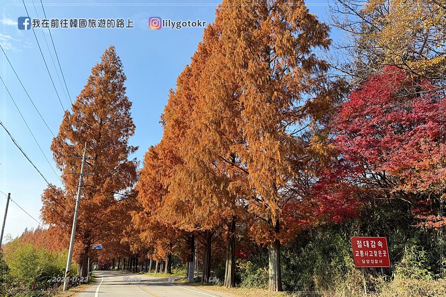 【全南光州．潭陽景點】潭陽淳昌落羽松秘境、落羽松大道：11月秋季限定紅色隧道，韓國自駕攝影私房景點 @我在前往韓國旅遊的路上