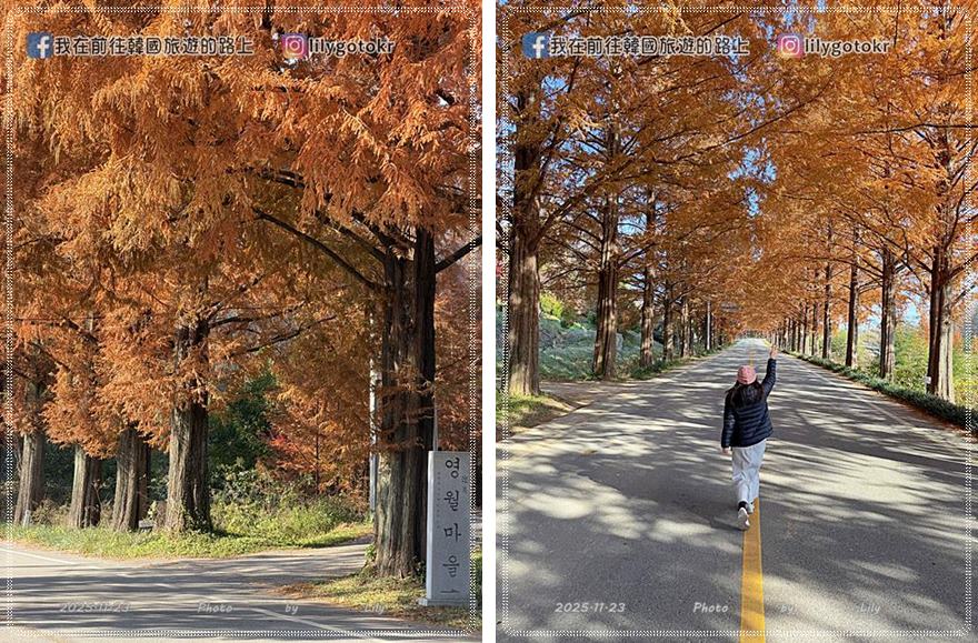 【全南光州．潭陽景點】潭陽淳昌落羽松秘境、落羽松大道：11月秋季限定紅色隧道，韓國自駕攝影私房景點 @我在前往韓國旅遊的路上