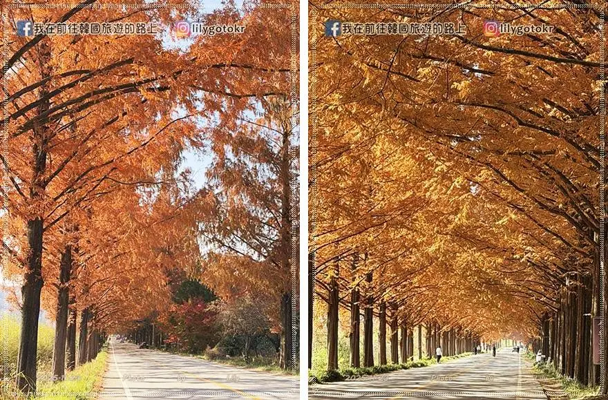【全南光州．潭陽景點】潭陽淳昌落羽松秘境、落羽松大道：11月秋季限定紅色隧道，韓國自駕攝影私房景點 @我在前往韓國旅遊的路上