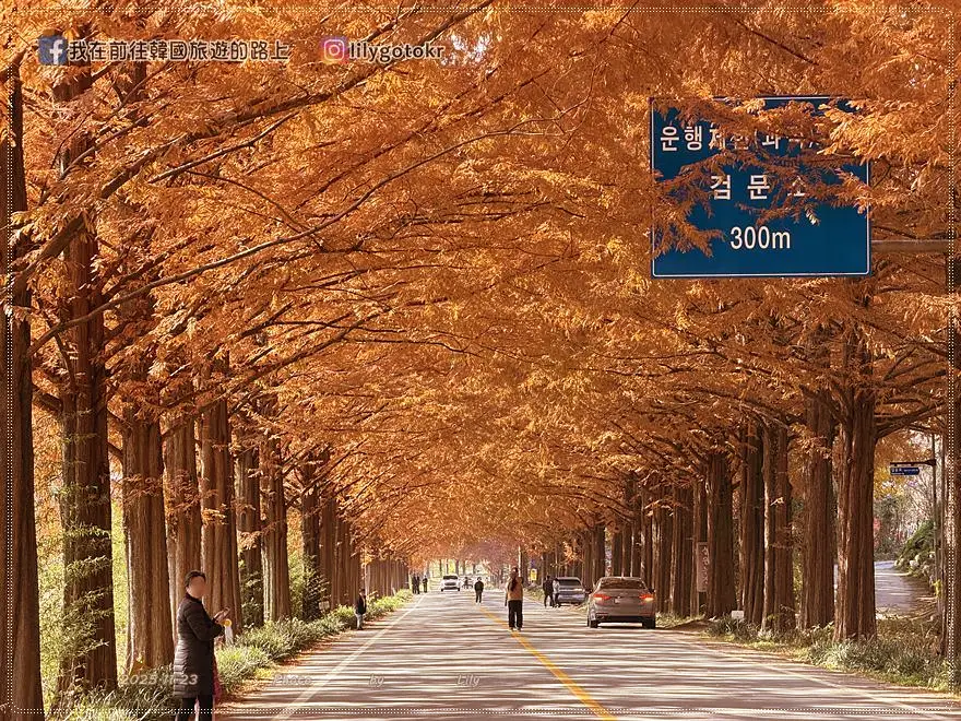 【全南光州．潭陽景點】潭陽淳昌落羽松秘境、落羽松大道：11月秋季限定紅色隧道，韓國自駕攝影私房景點 @我在前往韓國旅遊的路上