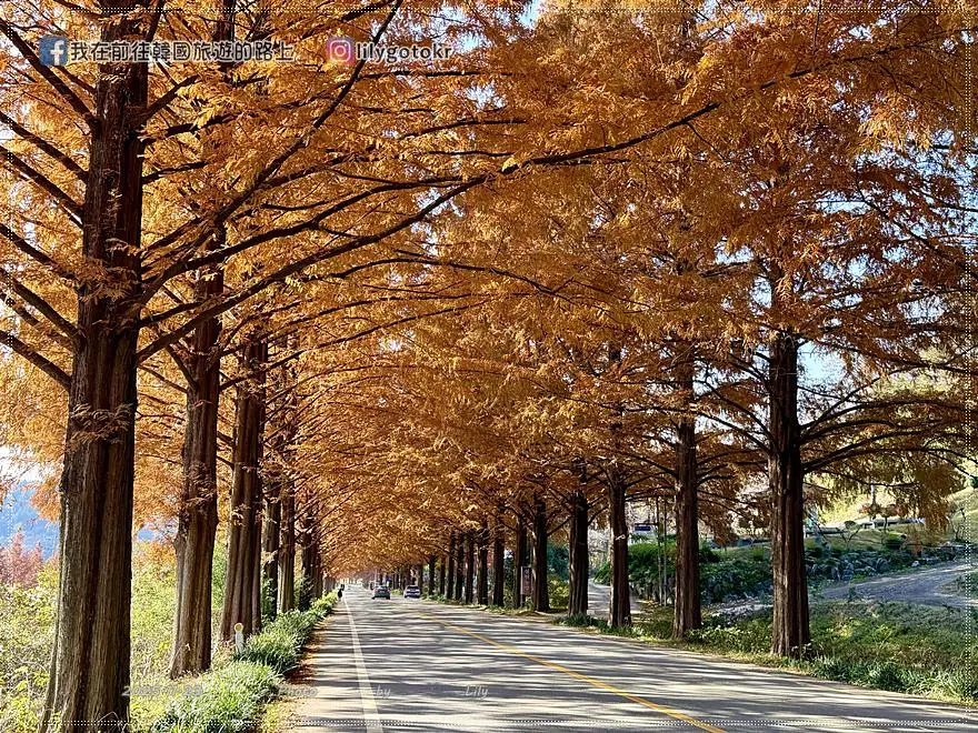 【全南光州．潭陽景點】潭陽淳昌落羽松秘境、落羽松大道：11月秋季限定紅色隧道，韓國自駕攝影私房景點 @我在前往韓國旅遊的路上