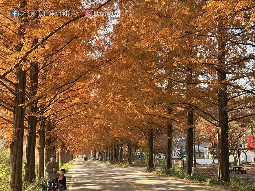 【全南光州．潭陽景點】潭陽淳昌落羽松秘境、落羽松大道：11月秋季限定紅色隧道，韓國自駕攝影私房景點 @我在前往韓國旅遊的路上