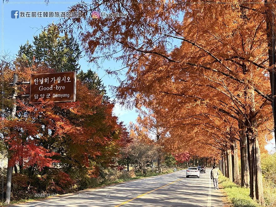 【全南光州．潭陽景點】潭陽淳昌落羽松秘境、落羽松大道：11月秋季限定紅色隧道，韓國自駕攝影私房景點 @我在前往韓國旅遊的路上