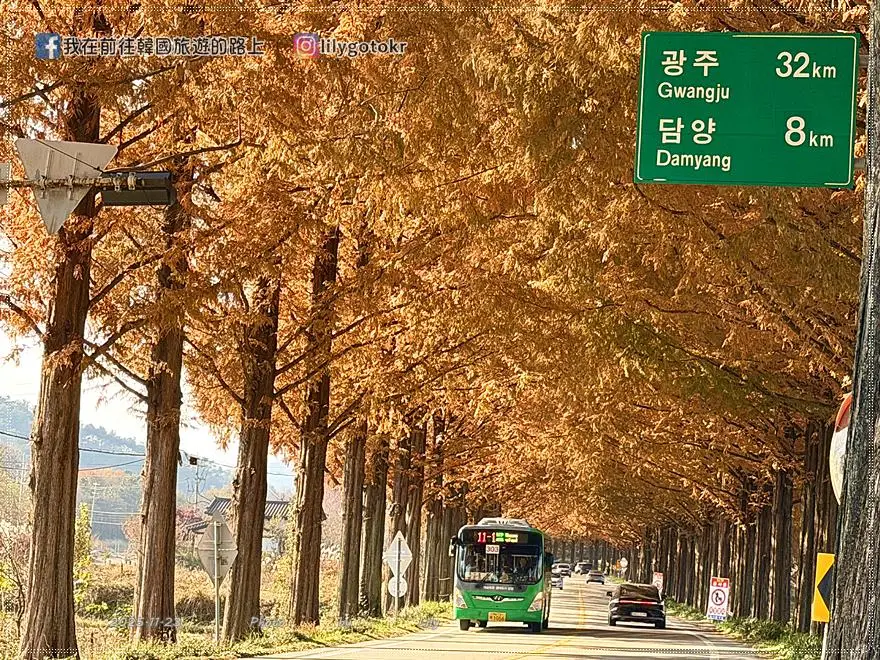 【全南光州．潭陽景點】潭陽淳昌落羽松秘境、落羽松大道：11月秋季限定紅色隧道，韓國自駕攝影私房景點 @我在前往韓國旅遊的路上