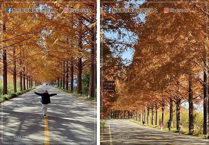【全南光州．潭陽景點】潭陽淳昌落羽松秘境、落羽松大道：11月秋季限定紅色隧道，韓國自駕攝影私房景點 @我在前往韓國旅遊的路上