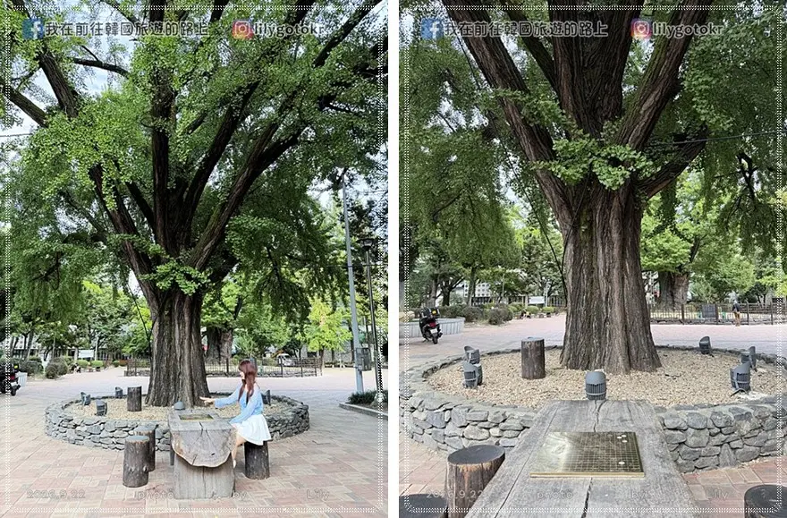 【忠清北道．清州】中央公園《黑暗榮耀》拍攝地、糖餅、愛心樹，再訪城內街、西門市場五花肉街、六街綜合市場 @我在前往韓國旅遊的路上
