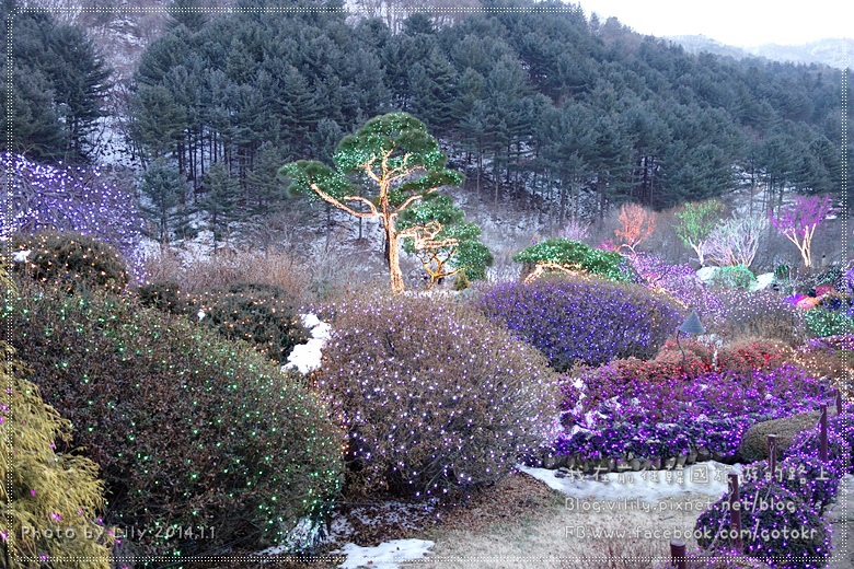 ⑦京畿．加平｜「晨靜樹木園」冬季五色星光庭園展~超級美《還魂,雲畫的月光,她很漂亮,原來是美男,信義》韓劇取景地 @我在前往韓國旅遊的路上