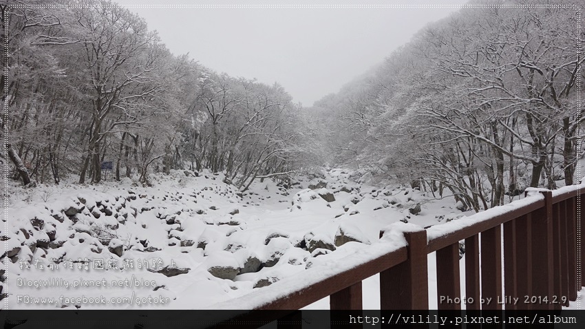 ⑧濟州市｜雪登韓國第一高峰「漢拿山」御里牧(어리목)登山路 @我在前往韓國旅遊的路上