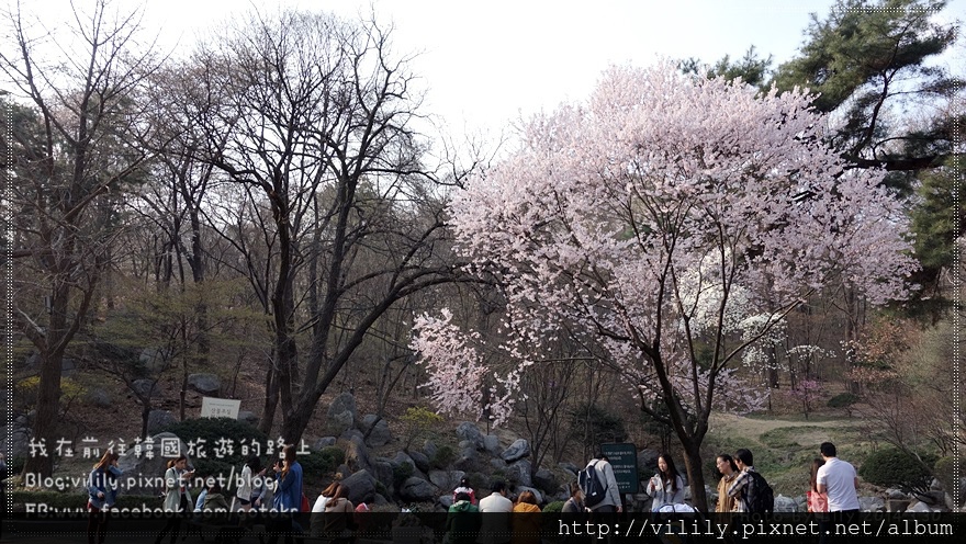 ⑨首爾．回基站｜慶熙大學的櫻花宣告春天的來臨＆二訪賞櫻 @我在前往韓國旅遊的路上