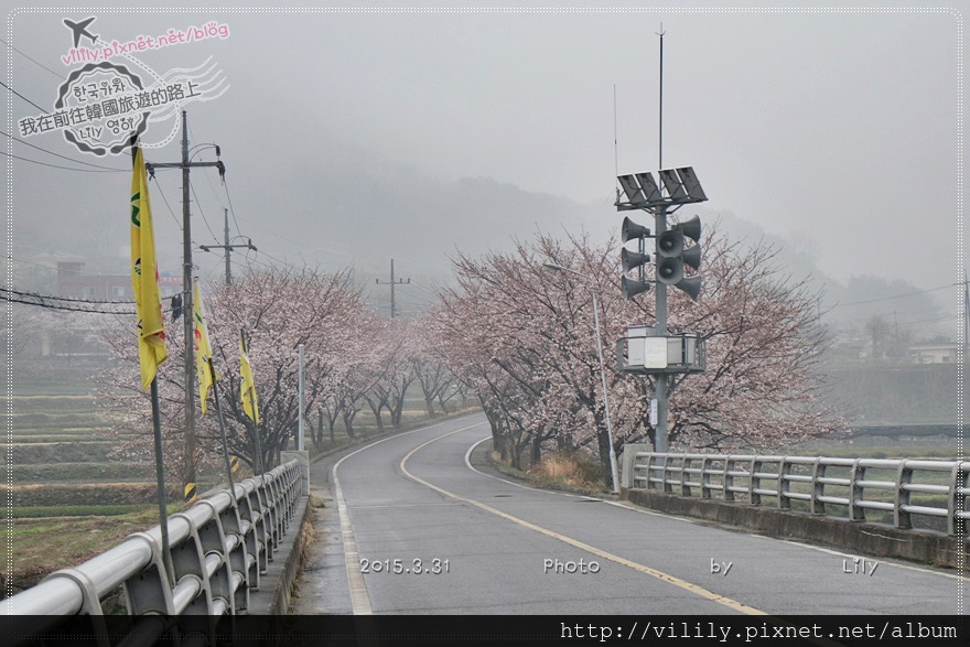 ⑮慶尚南道．河東｜粉白色世界「河東花開十里櫻花路」，即使仆街也要走完(二訪更新) @我在前往韓國旅遊的路上