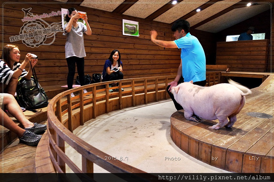 ⑰京畿．利川｜亞洲首間「小豬博物館」育教娛樂的親子景點《超人回來了》也有來喔 @我在前往韓國旅遊的路上