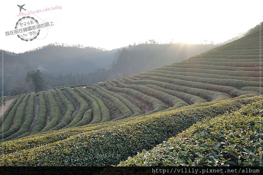 ㉒全羅南道．寶城｜寶城綠茶園大韓茶園 (보성녹차밭)(含順天到寶城詳細交通)《藍色大海的傳說》取景地 @我在前往韓國旅遊的路上