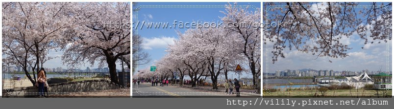 韓國春季慶典懶人包｜2024櫻花花開預測～各地油菜花,賞櫻景點 總整理 @我在前往韓國旅遊的路上