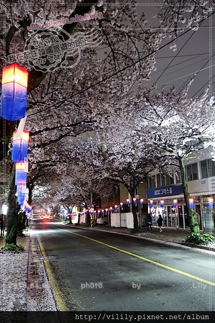 ㉔濟州市｜典農路(전농로)櫻花道賞夜櫻，近麵條文化一條街及濟州長途客運站 @我在前往韓國旅遊的路上