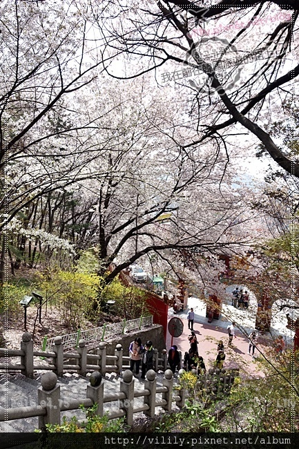 ㉔仁川｜自由公園(자유공원)賞櫻《天使之眼、孤單又燦爛的神 鬼怪》拍攝地 @我在前往韓國旅遊的路上