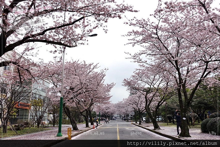 ㉔濟州市｜濟州大學(제주대학교)櫻花公路～美到爆！ @我在前往韓國旅遊的路上