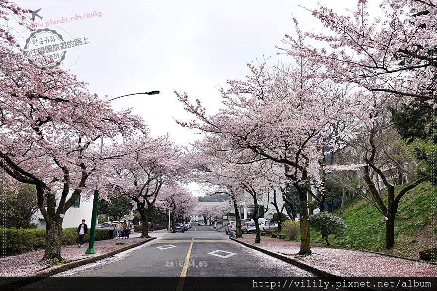 ㉔濟州市｜濟州大學(제주대학교)櫻花公路～美到爆！ @我在前往韓國旅遊的路上