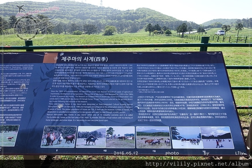 ㉕濟州市｜天然牧場「馬放牧地」夏天來看珍貴稀少的濟州馬 @我在前往韓國旅遊的路上
