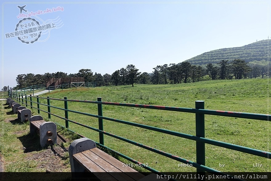 ㉕濟州市｜天然牧場「馬放牧地」夏天來看珍貴稀少的濟州馬 @我在前往韓國旅遊的路上