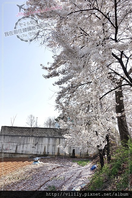 ㉔大田｜KT＆G 新津灘櫻花節(신탄진벚꽃축제)～美到爆！ @我在前往韓國旅遊的路上
