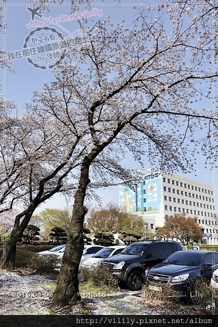 ㉔大田｜KT＆G 新津灘櫻花節(신탄진벚꽃축제)～美到爆！ @我在前往韓國旅遊的路上