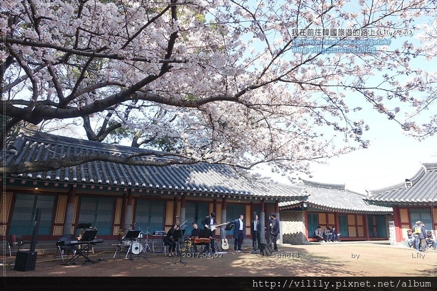 ㉛濟州市｜櫻花之旅～「三姓穴 (삼성혈)」櫻花慶典 @我在前往韓國旅遊的路上