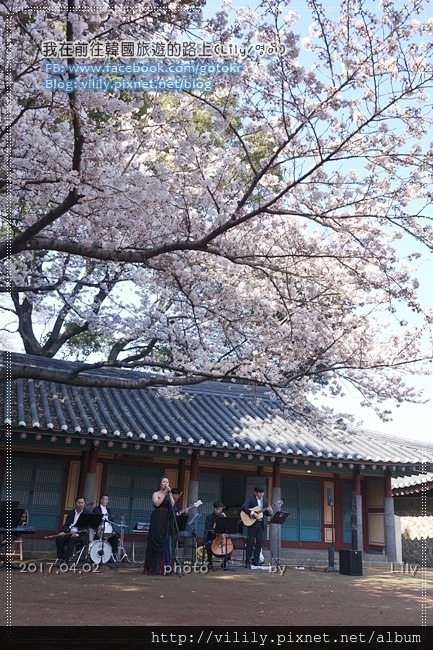 ㉛濟州市｜櫻花之旅～「三姓穴 (삼성혈)」櫻花慶典 @我在前往韓國旅遊的路上
