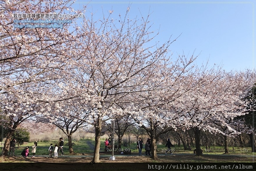 ㉛濟州市｜櫻花之旅～新山公園(신산공원)，一旁還有超人氣的姐妹麵條及濟州必吃橘子雞蛋糕 @我在前往韓國旅遊的路上