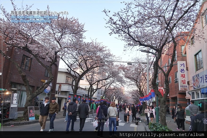 ㉛濟州市｜櫻花之旅～「典農路」熱鬧的王櫻花慶典，必喝櫻花拿鐵 @我在前往韓國旅遊的路上