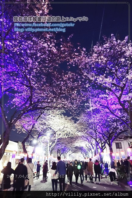 ㉛濟州市｜櫻花之旅～「典農路」熱鬧的王櫻花慶典，必喝櫻花拿鐵 @我在前往韓國旅遊的路上