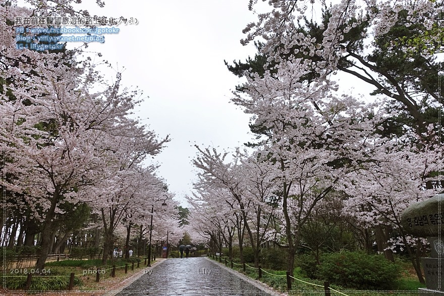 ㊶蔚山｜大王岩公園(대왕암공원)賞櫻、奇石、看日出 @我在前往韓國旅遊的路上