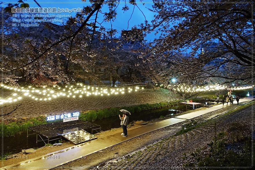 ㊶蔚山賞櫻｜無去川櫻花路＆弓溪櫻花節궁거랑벚꽃축제 @我在前往韓國旅遊的路上