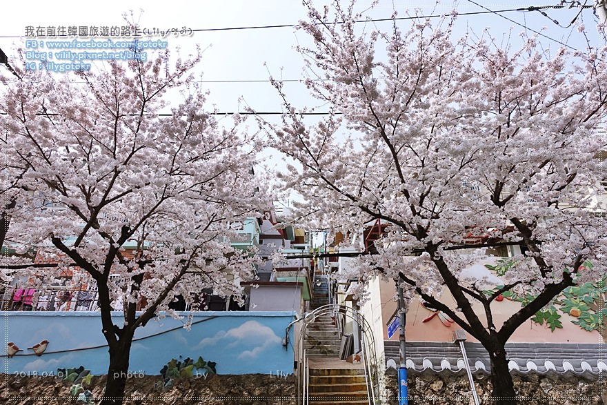 ㊶釜山．釜山站｜櫻花大道望洋路之私房景點「大廳洞色彩村(대청동색채마을)」適合愛拍照的你(含灜州洞上坡單軌列車) @我在前往韓國旅遊的路上